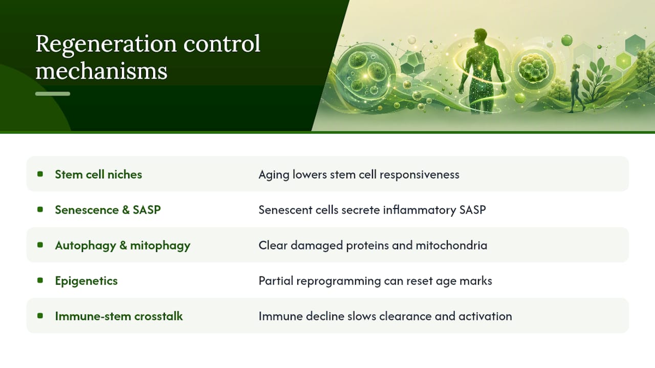 What biological mechanisms control your regenerative capacity? — overview diagram