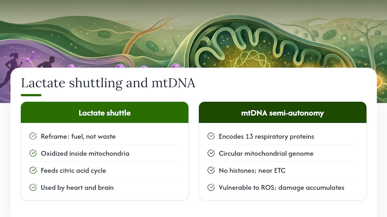 Lactate shuttling and mtDNA: two nuances worth knowing — overview diagram