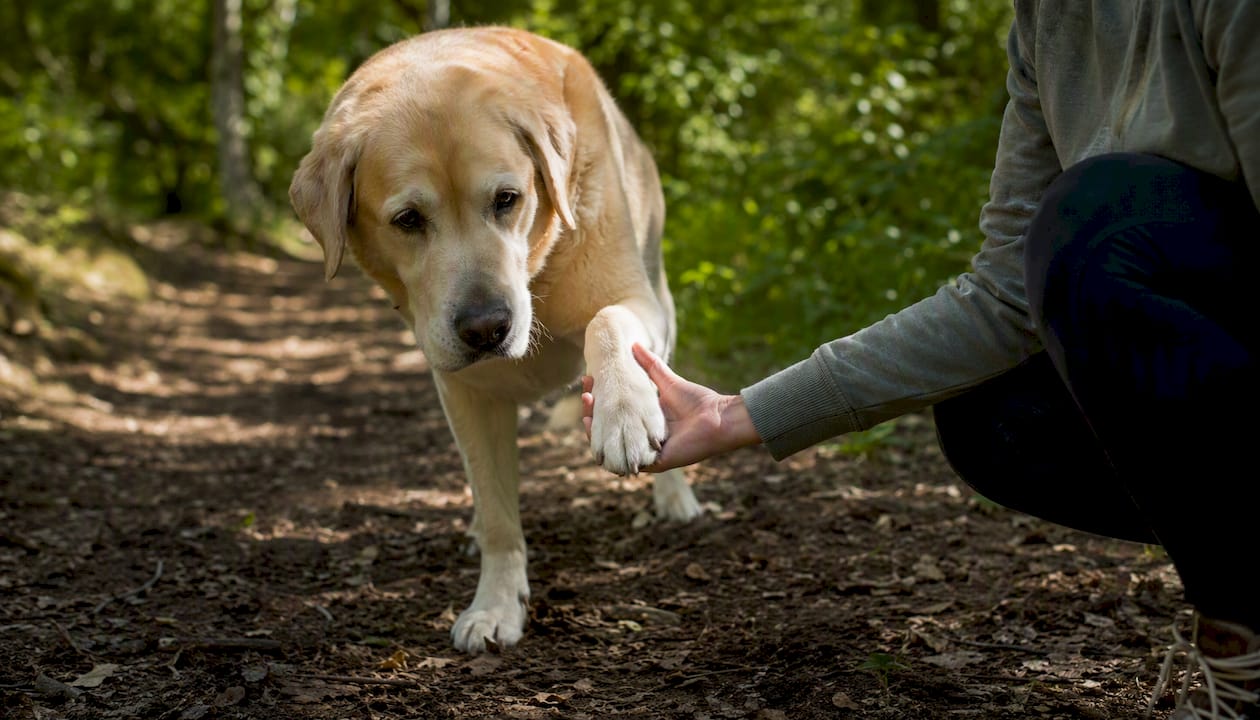 Dog's paw supported on nature walk