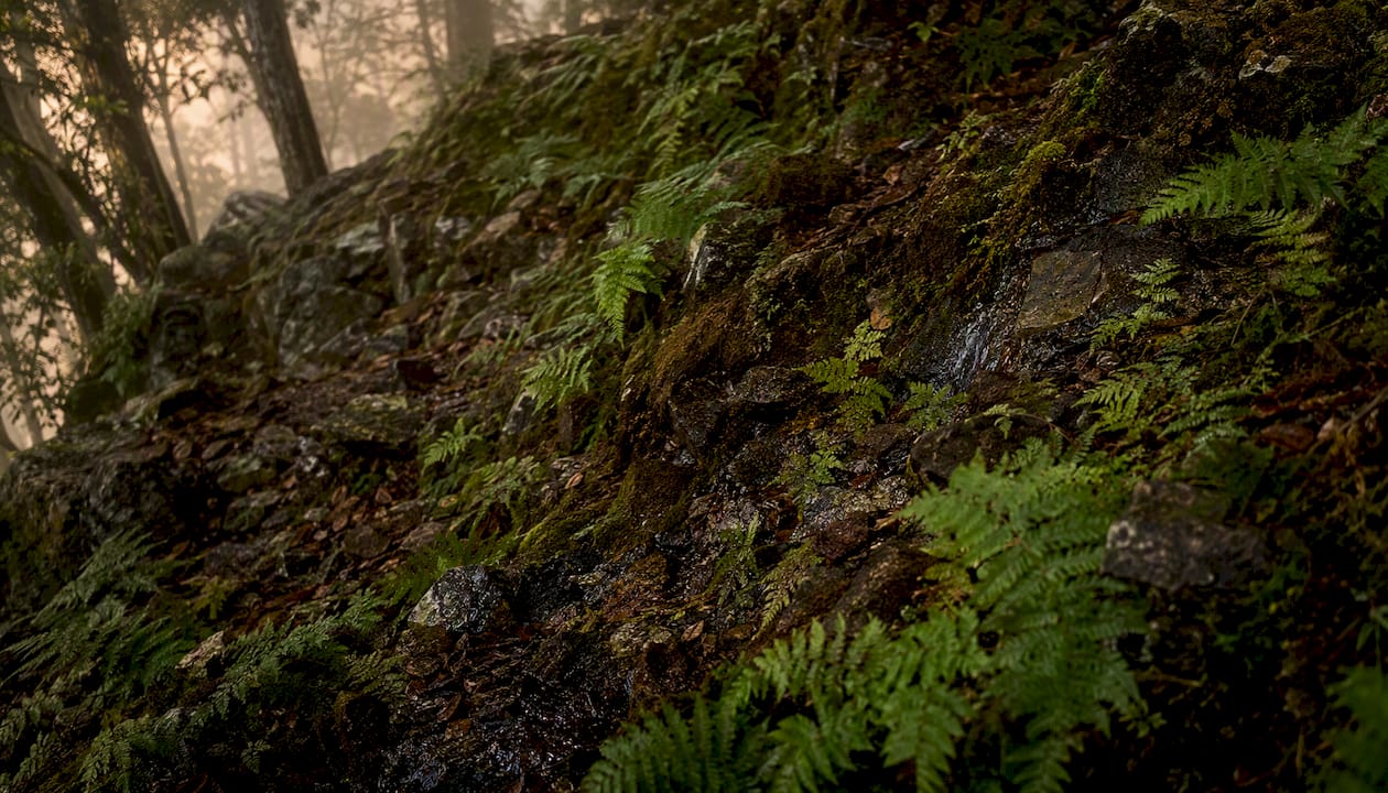 Close-up of humic substances in Himalayan forest soil