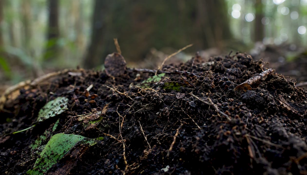 Close-up of mineral-rich soil with organic decomposition