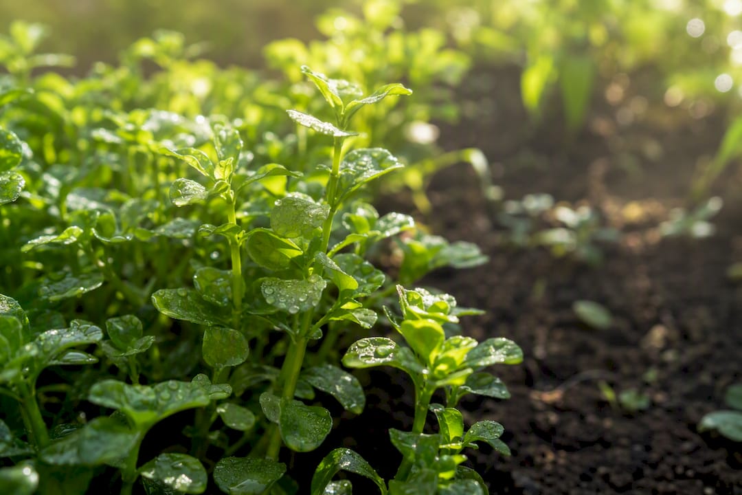 Fresh Brahmi leaves with morning dew drops in garden