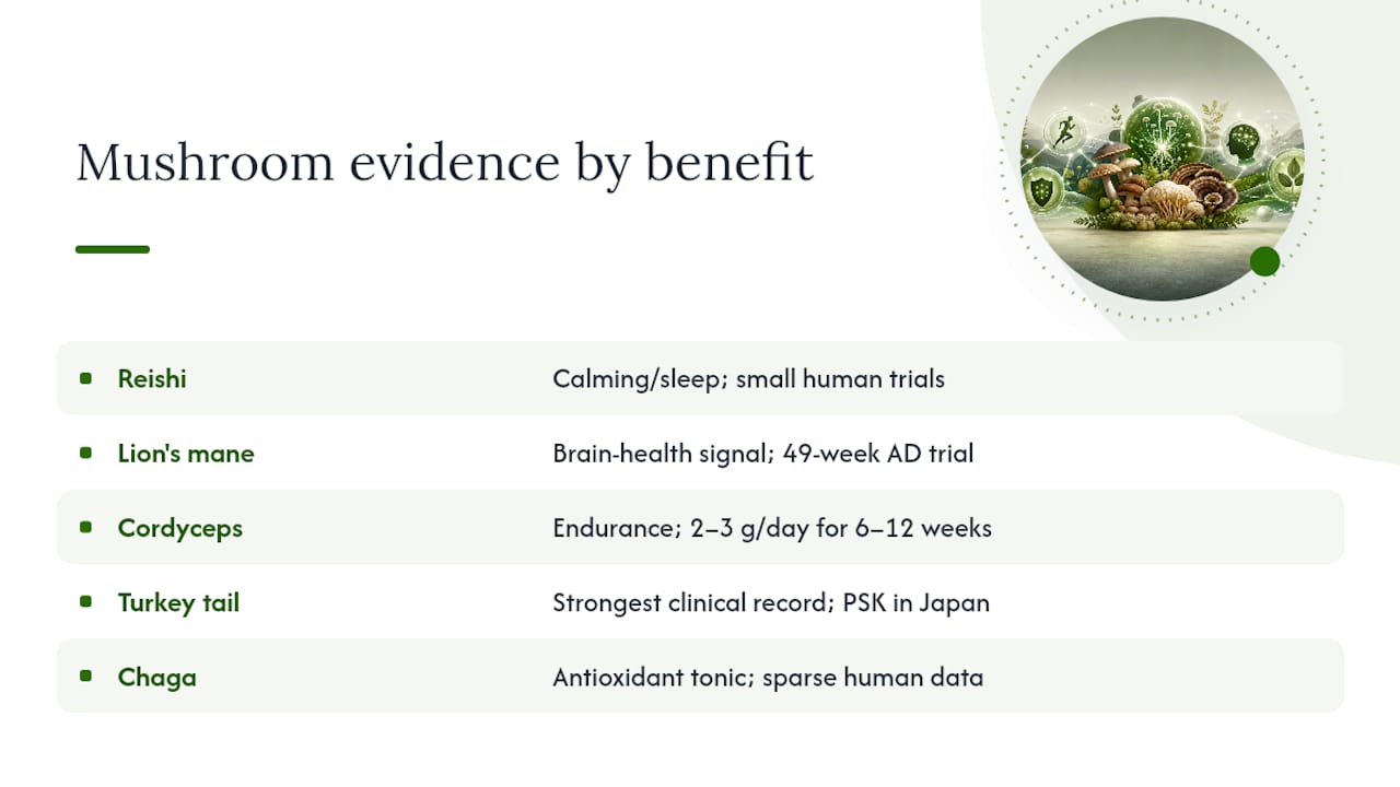 Which Mushroom Is Best for Cognition, Sleep, or Endurance? — overview diagram