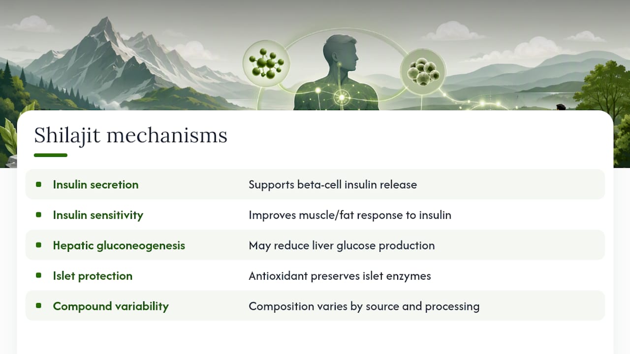 How Might Shilajit Affect Blood Sugar Biologically? — overview diagram